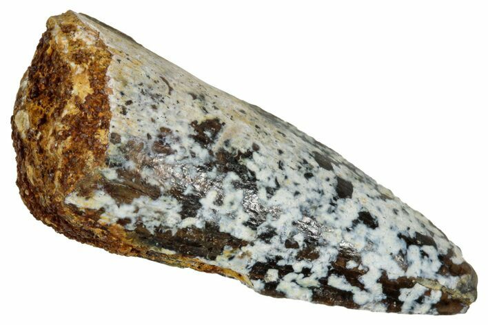 Juvenile Fossil Spinosaurus Tooth - Real Dinosaur Tooth #348712